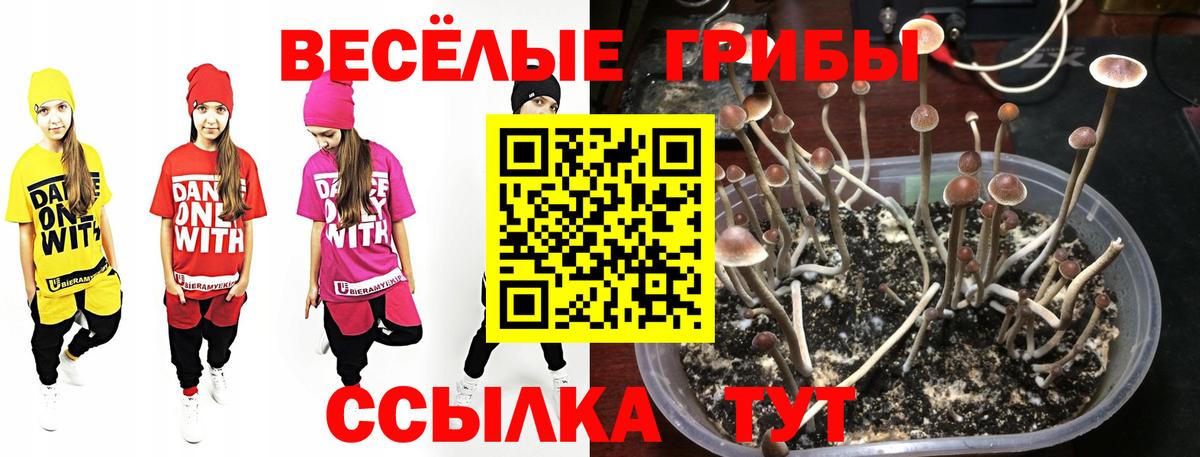 Галлюциногенные грибы GOLDEN TEACHER  Вход с VPN  Сертолово 